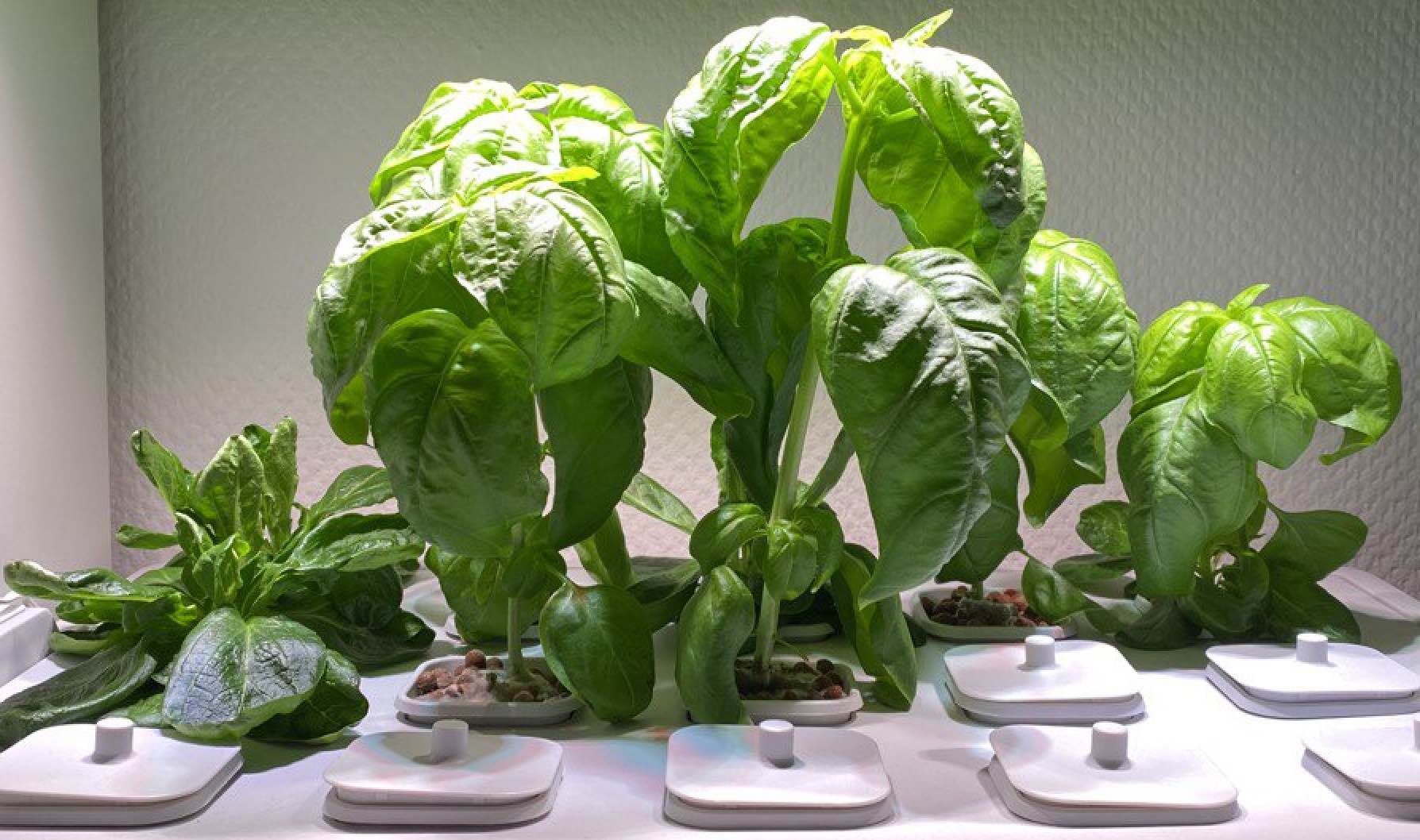 Basil